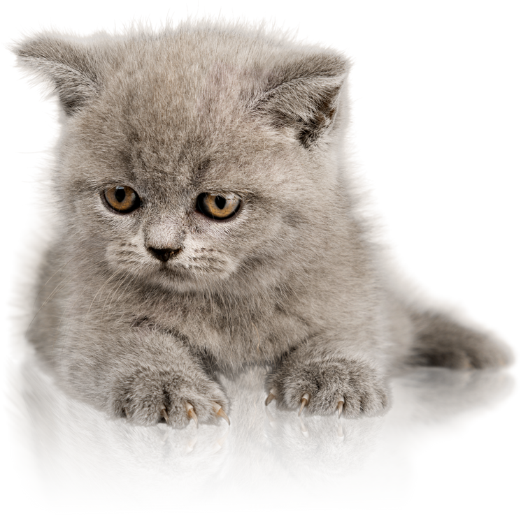 a cute cat