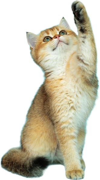 Cute Cat on transparent background